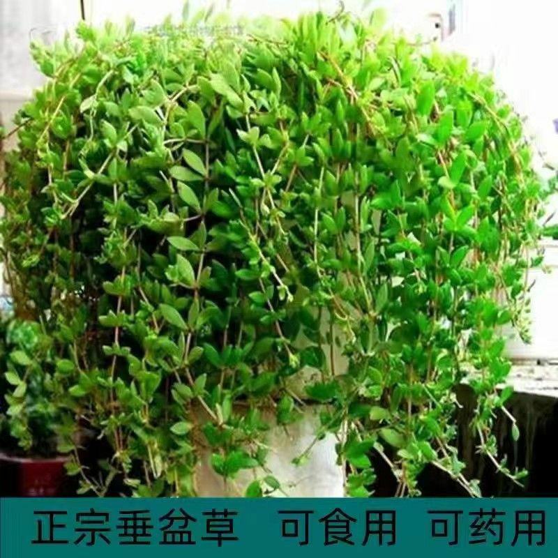 药食两用垂盆草