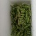 药食两用垂盆草