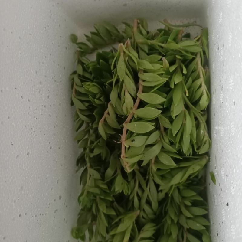 药食两用垂盆草