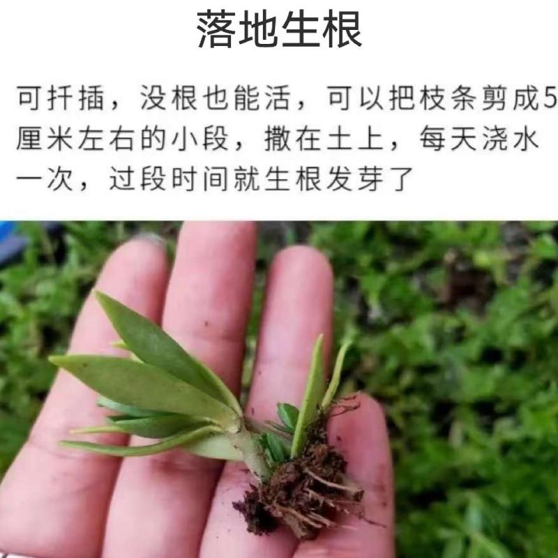 药食两用垂盆草