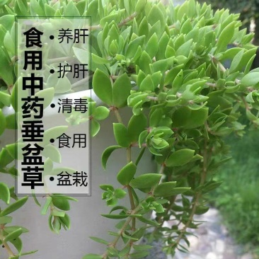药食两用垂盆草