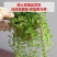 药食两用垂盆草