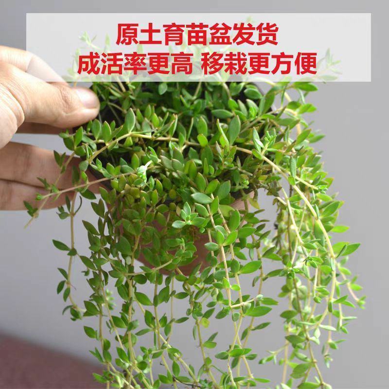 药食两用垂盆草