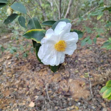 山茶油