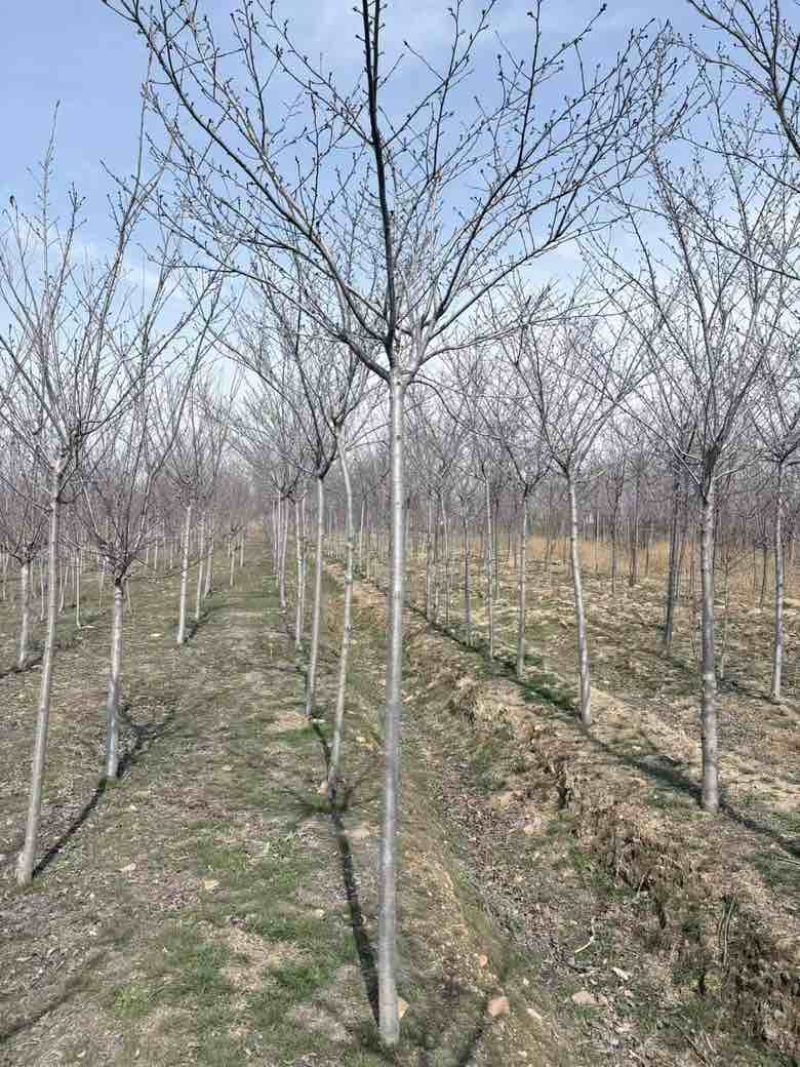 3公分樱花，一级苗