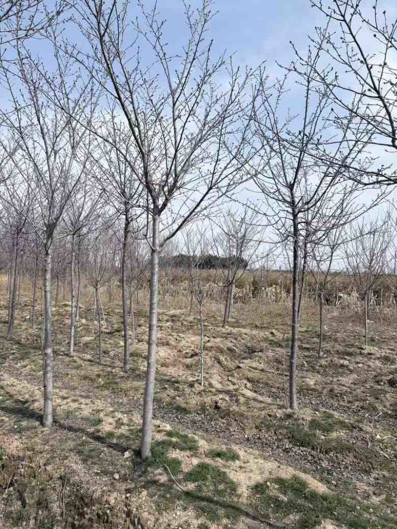 3公分樱花，一级苗