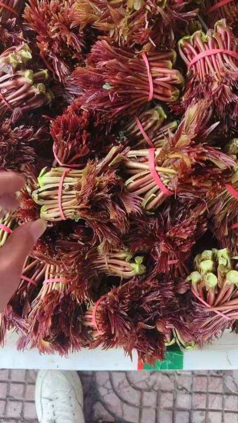 电商**:鲜香椿芽上市了。头茬红油香椿。质量稳定。一件代发