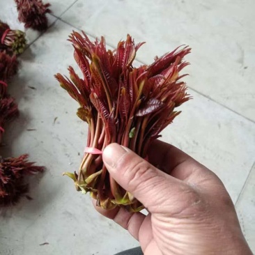 电商**:鲜香椿芽上市了。头茬红油香椿。质量稳定。一件代发