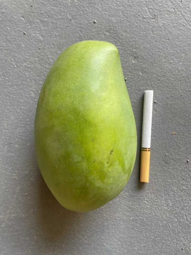 云南青芒，源头直采，接代发
