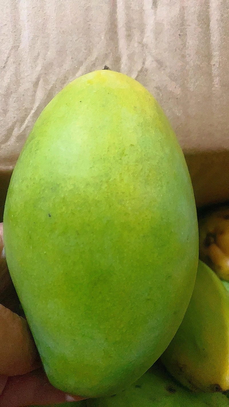 云南青芒，源头直采，接代发