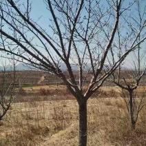 10公分樱花，一级苗木