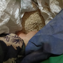 芝麻