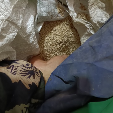 芝麻