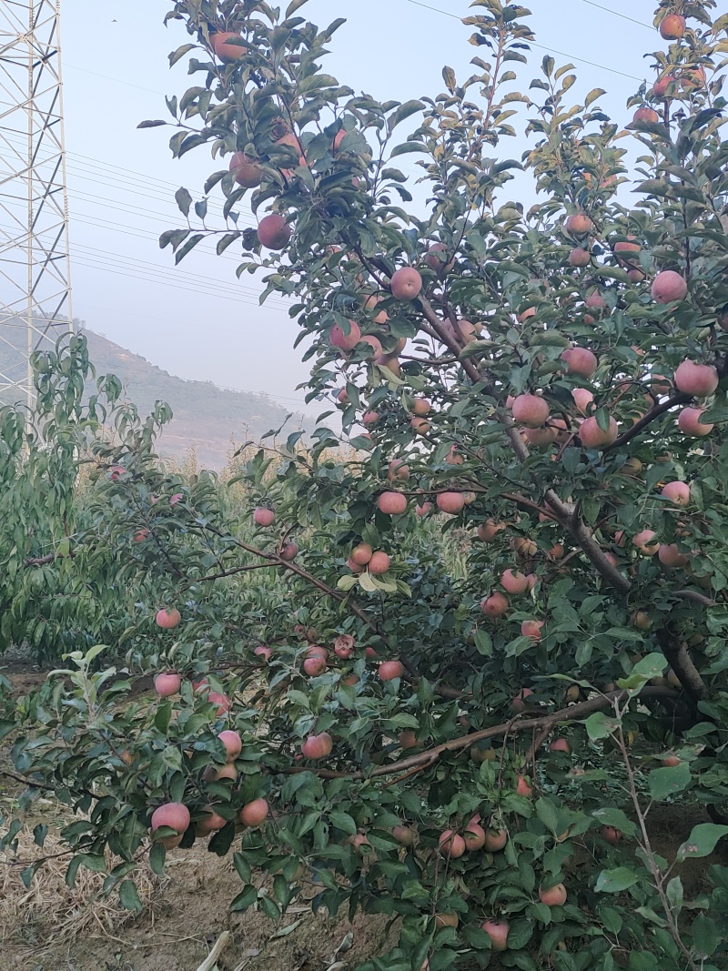 出售果园，占地六亩，果园里有多种果树，价格面议