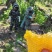 恩施高山土家蜂蜜
