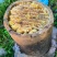 恩施高山土家蜂蜜