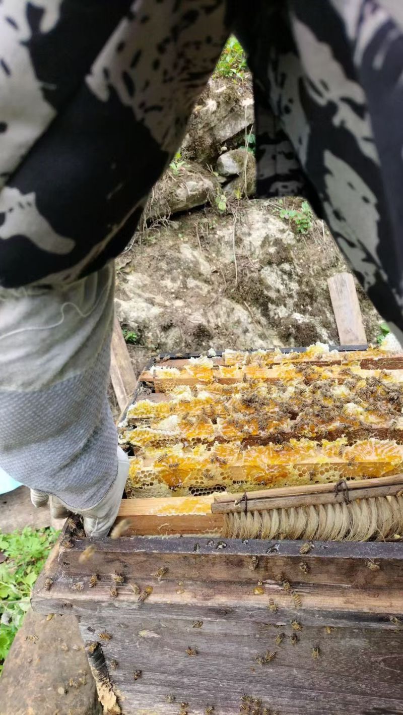恩施高山土家蜂蜜
