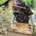 恩施高山土家蜂蜜