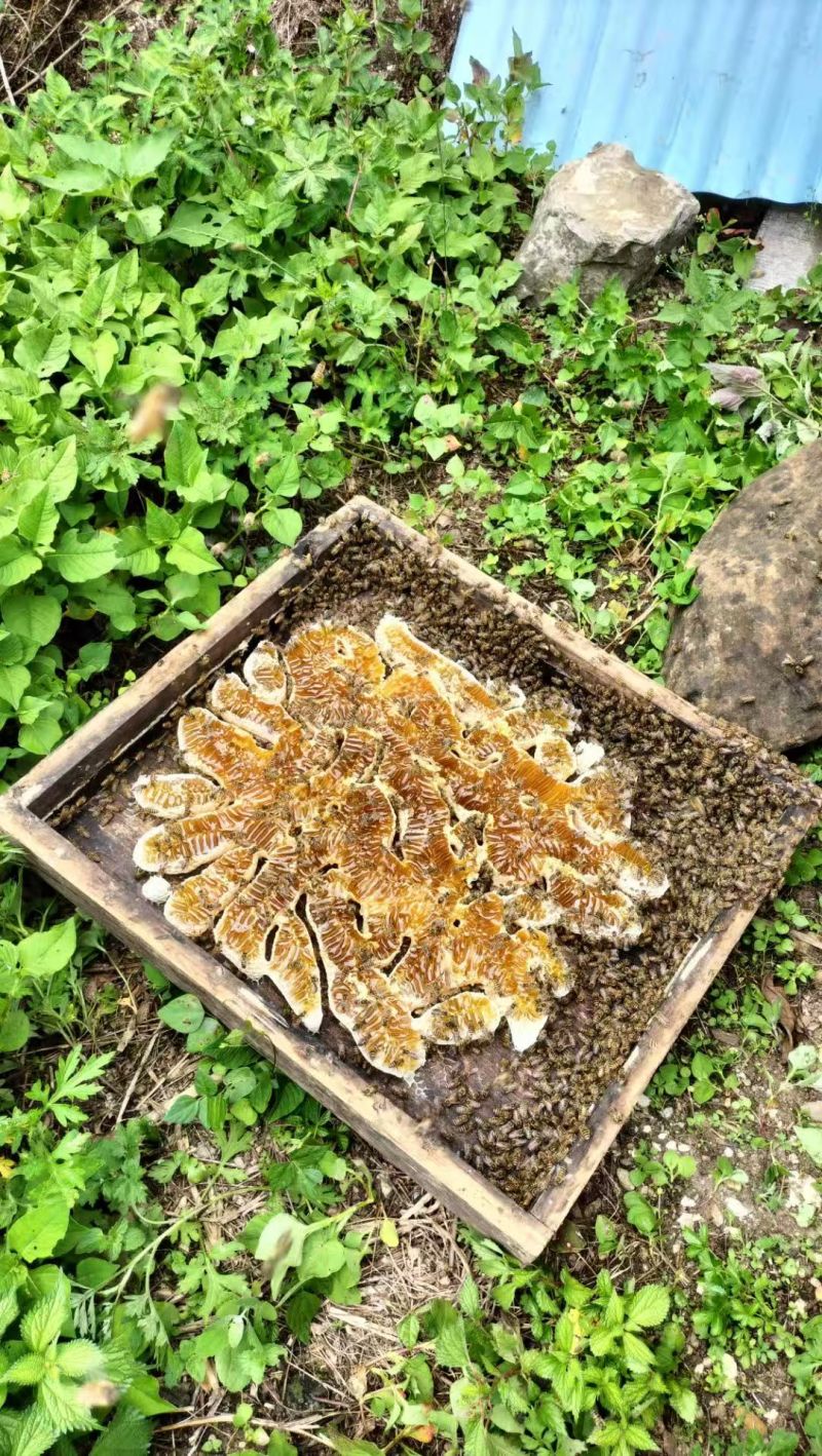 恩施高山土家蜂蜜