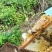 恩施高山土家蜂蜜
