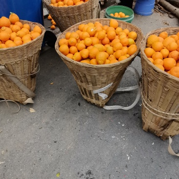 黄果柑