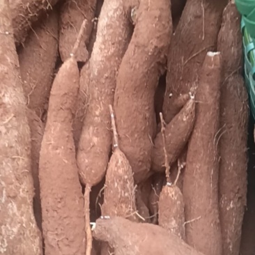 南宁蒲庙黄肉木薯