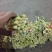 水竹笋