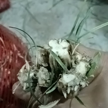三台麦冬主产区，种苗㧗发，纯干货
