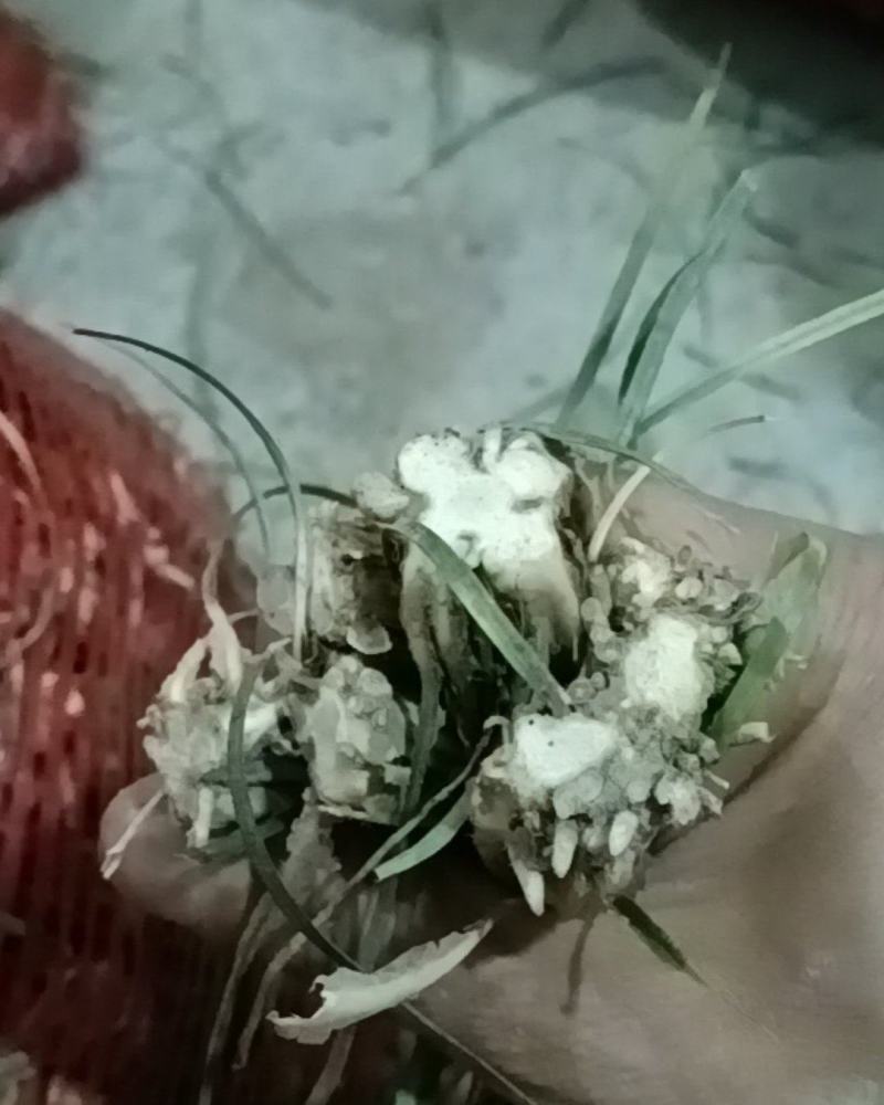 三台麦冬主产区，种苗㧗发，纯干货