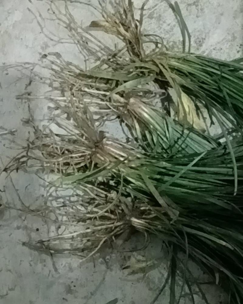 三台麦冬主产区，种苗㧗发，纯干货
