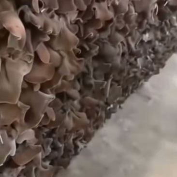 毛木耳