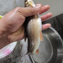野生齐口裂腹鱼