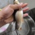 野生齐口裂腹鱼
