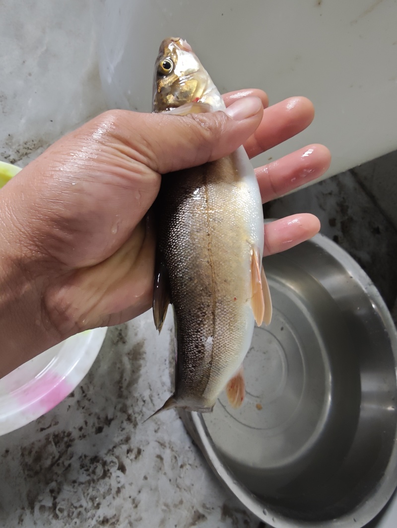 野生齐口裂腹鱼