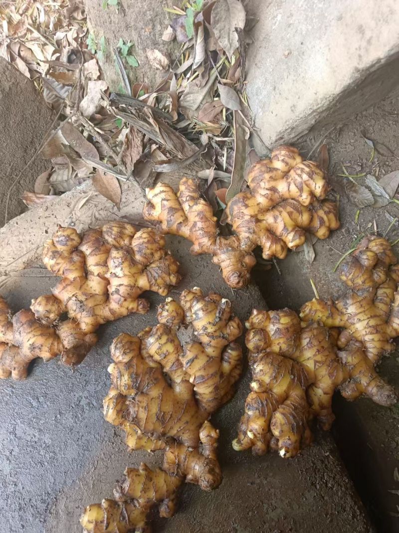 贵州生姜，口感好，可以做药