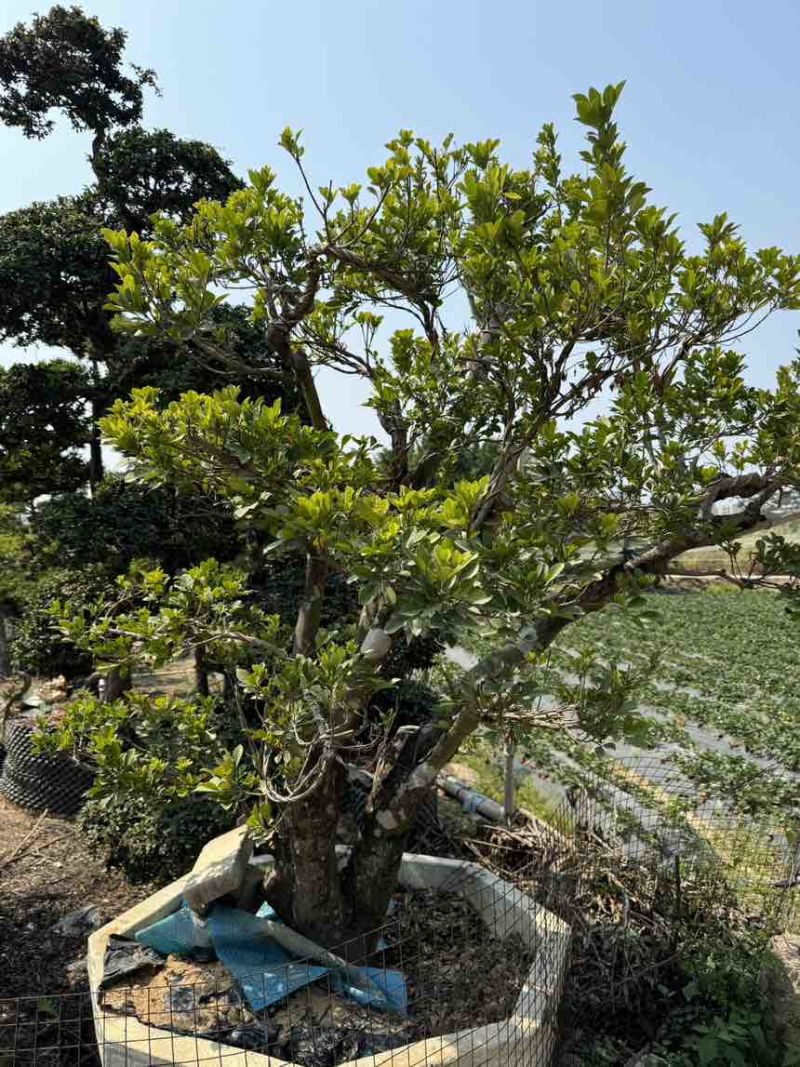 罗汉松批发，十几年树龄，海岛罗汉松，广东汕头，**批发
