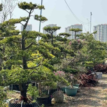 罗汉松批发，十几年树龄，海岛罗汉松，广东汕头，**批发