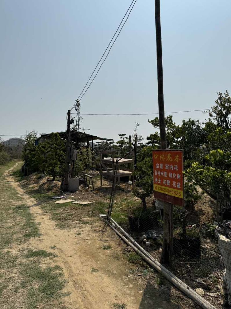 十几年树龄，海岛罗汉松，几百棵**批发价。