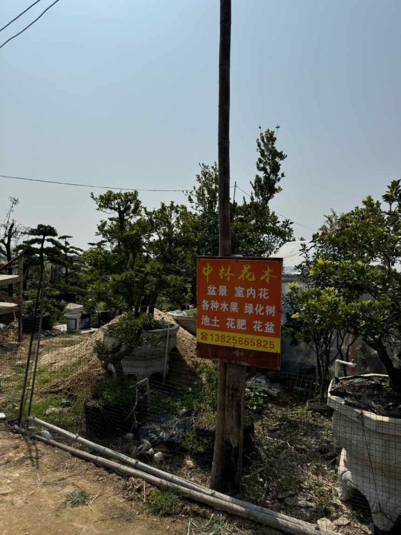 十几年树龄，海岛罗汉松，几百棵**批发价。