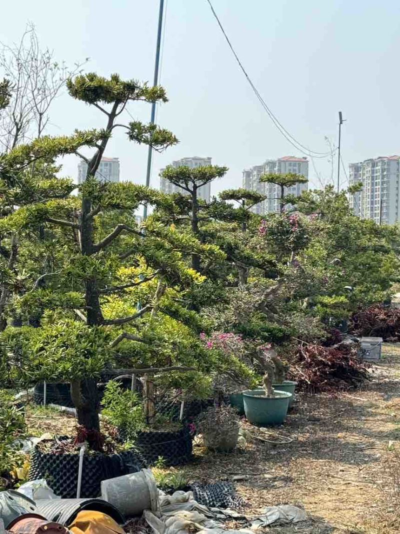 十几年树龄，海岛罗汉松，几百棵**批发价。