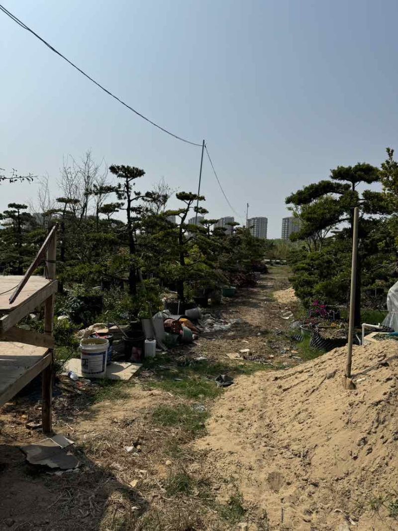 十几年树龄，海岛罗汉松，几百棵**批发价。