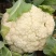 韶关白花菜