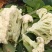 韶关白花菜
