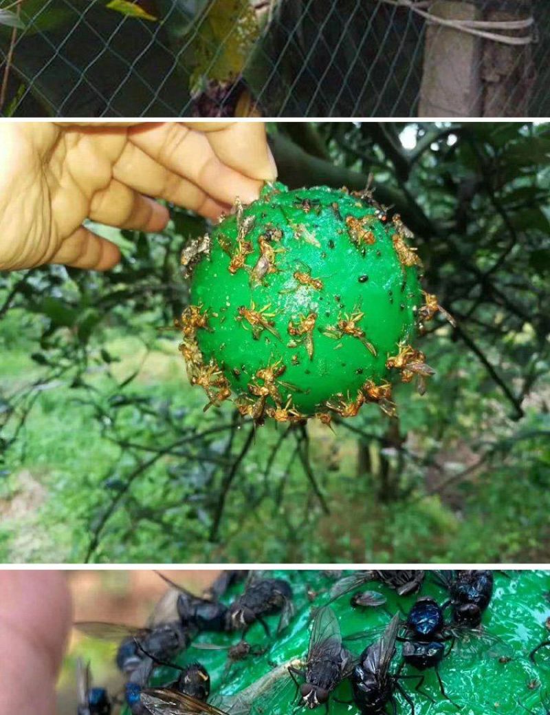 诱蝇球产品