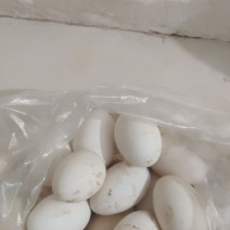 卖农村家养鹅蛋