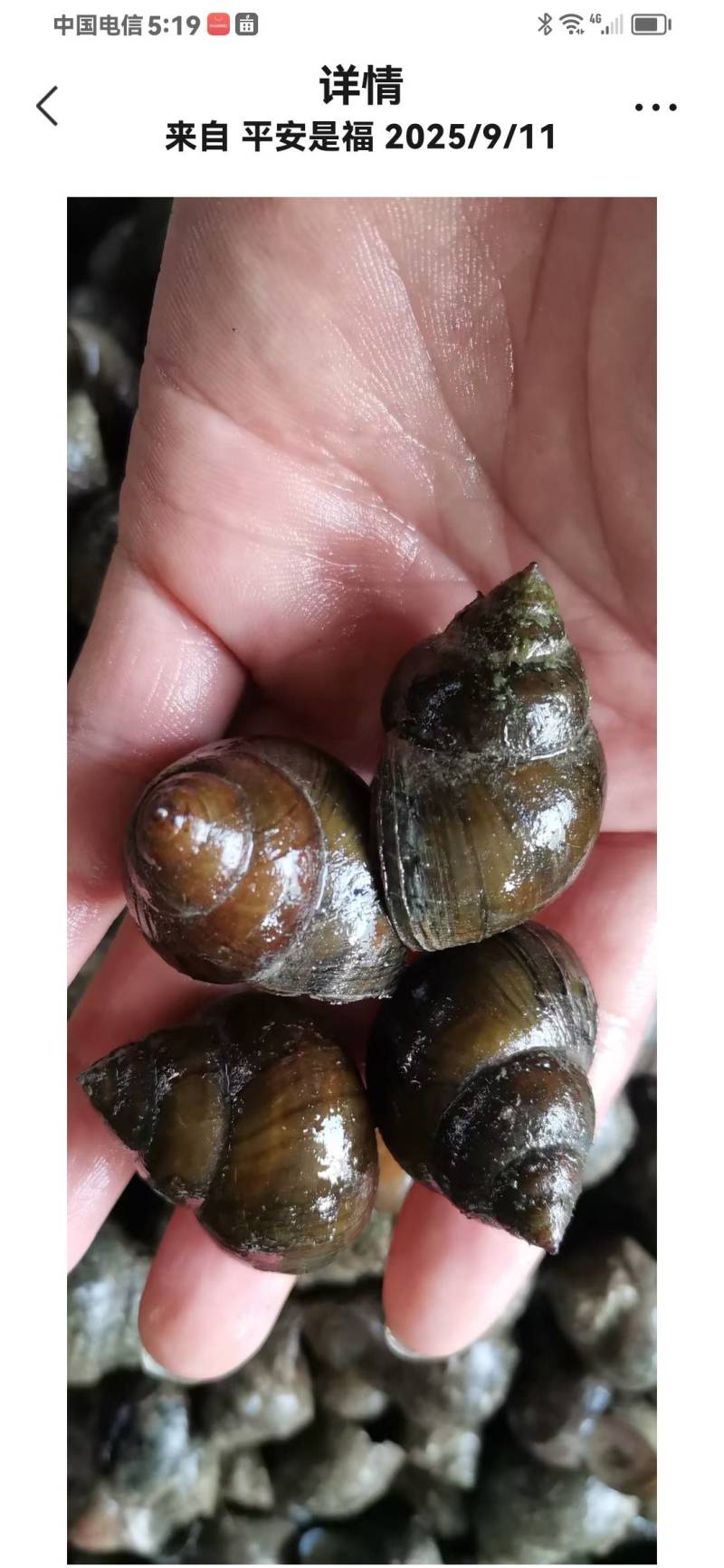 中华田螺和精品石螺