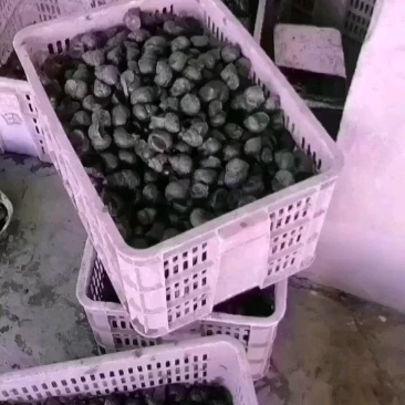 中华田螺和精品石螺