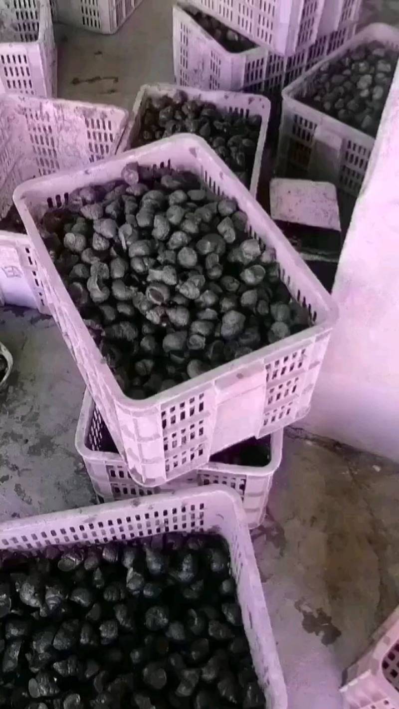 中华田螺和精品石螺