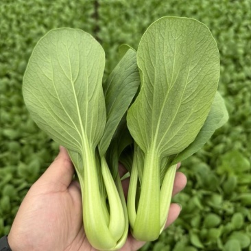 精品上海青油菜大量有货现货老板来下单吧