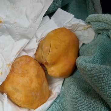 大红公鸡鸡宝